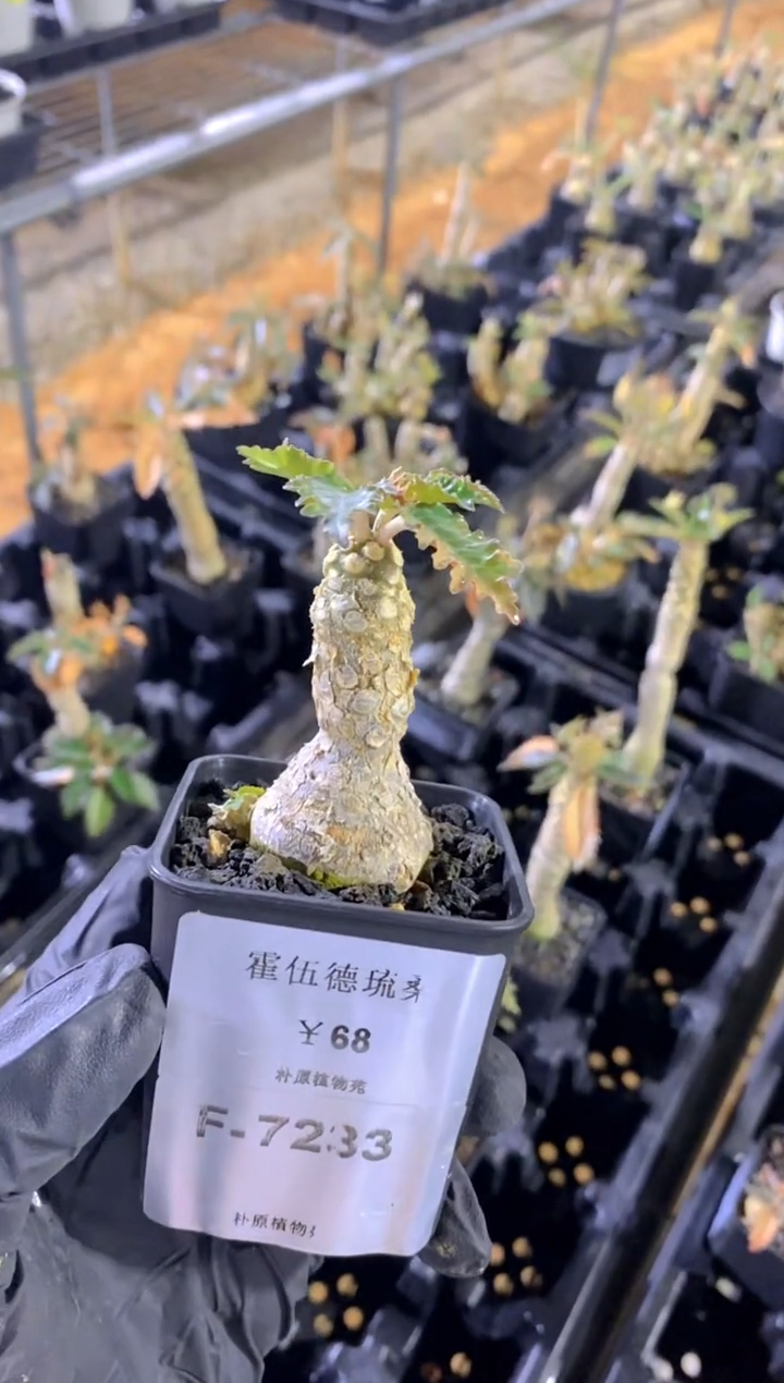 【闪购商品】霍伍德琉桑F-7233