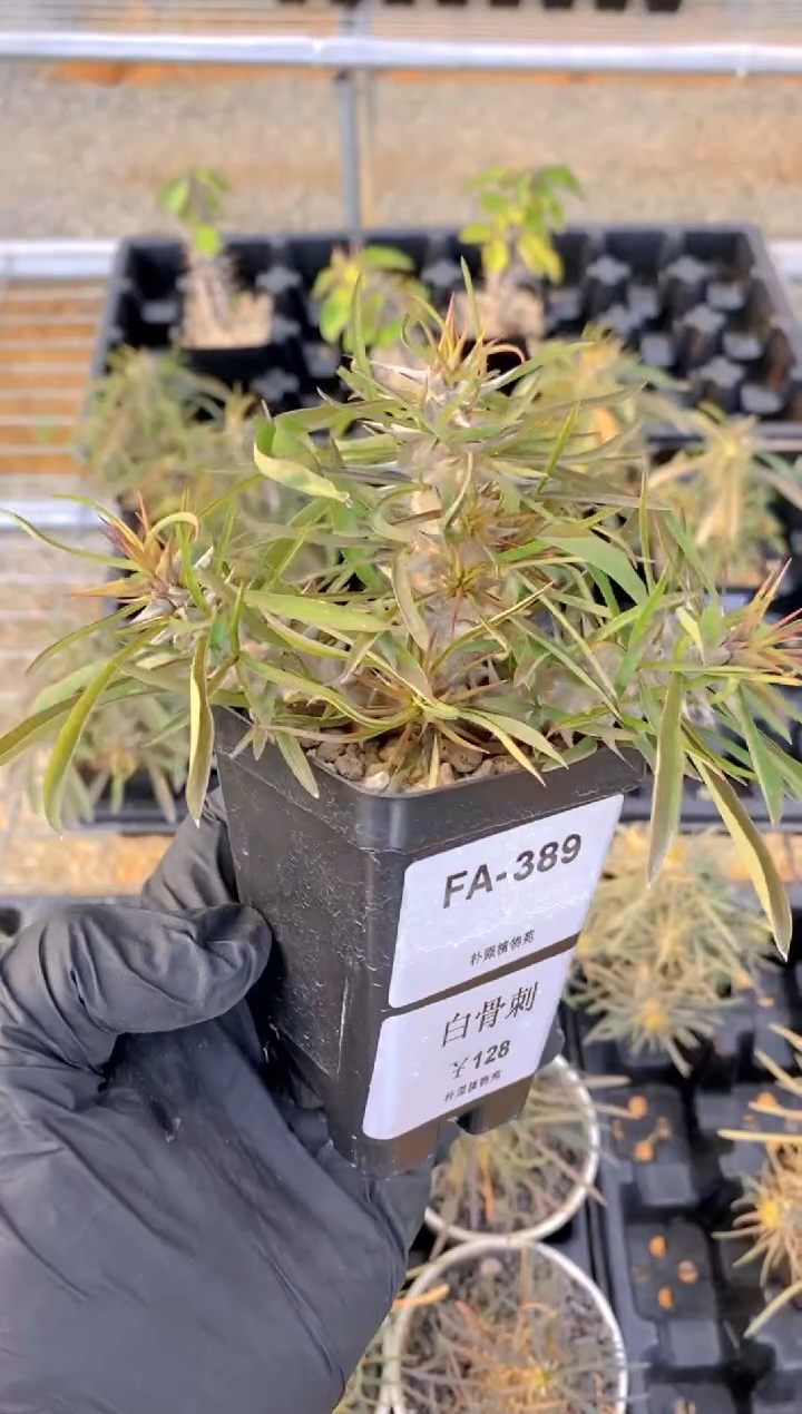 【闪购商品】白骨刺FA-389