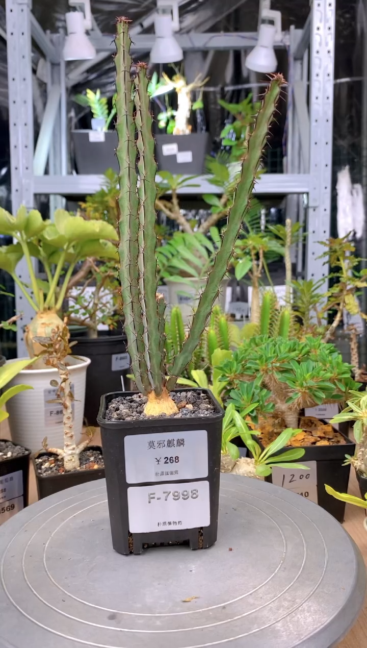 【闪购商品】莫邪麒麟F-7998