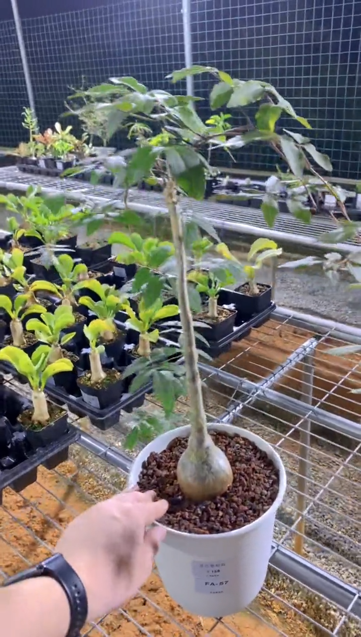 【闪购商品】垂直葡萄翁FA-57