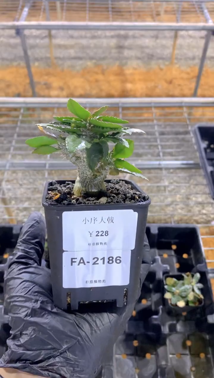 【闪购商品】小序大戟FA-2186