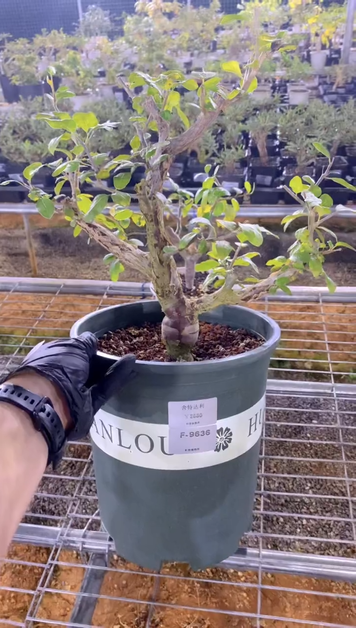 【闪购商品】舍特达利F-9636