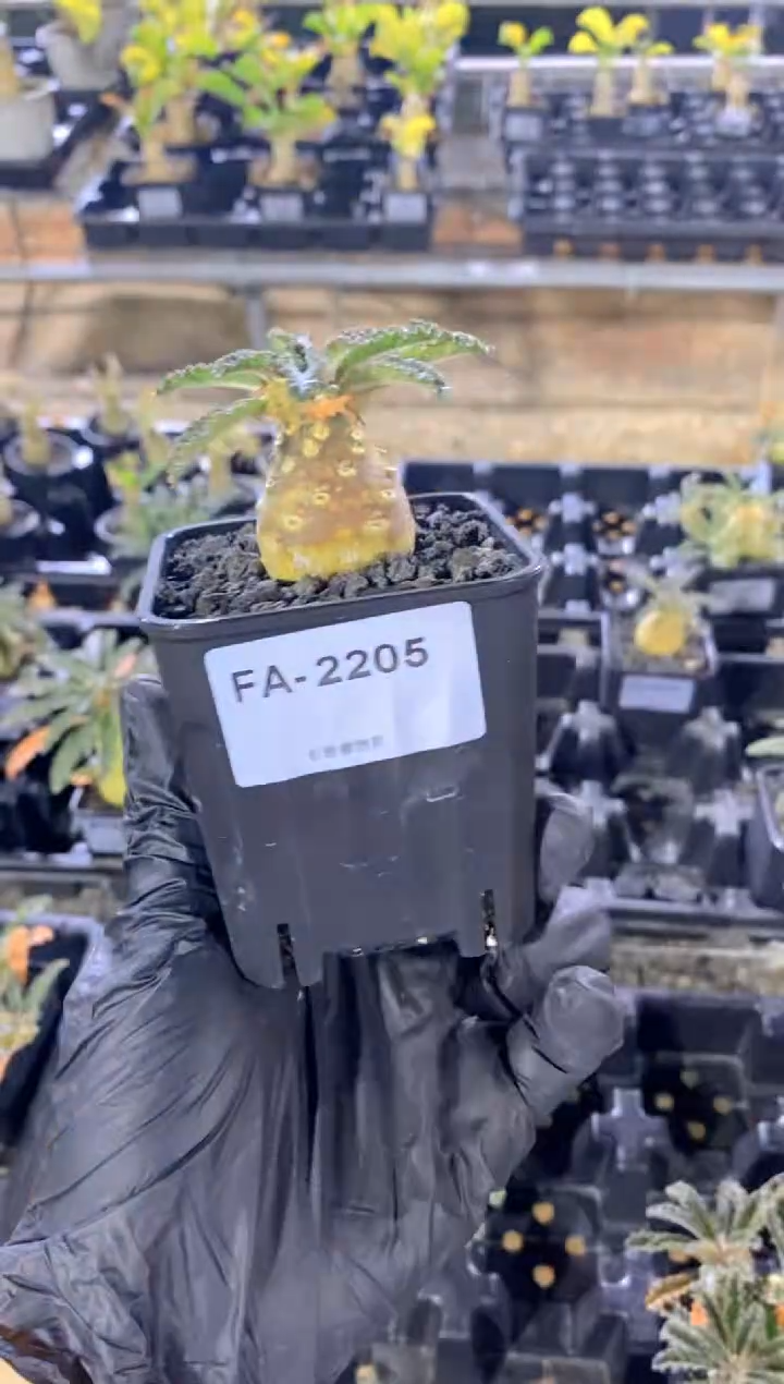 【闪购商品】椰子琉桑FA-2205