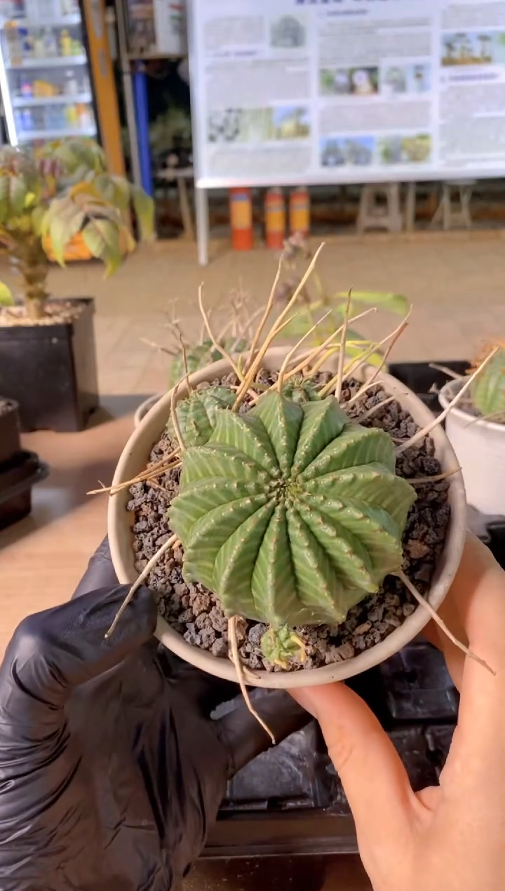 【闪购商品】法丽达FA-5881