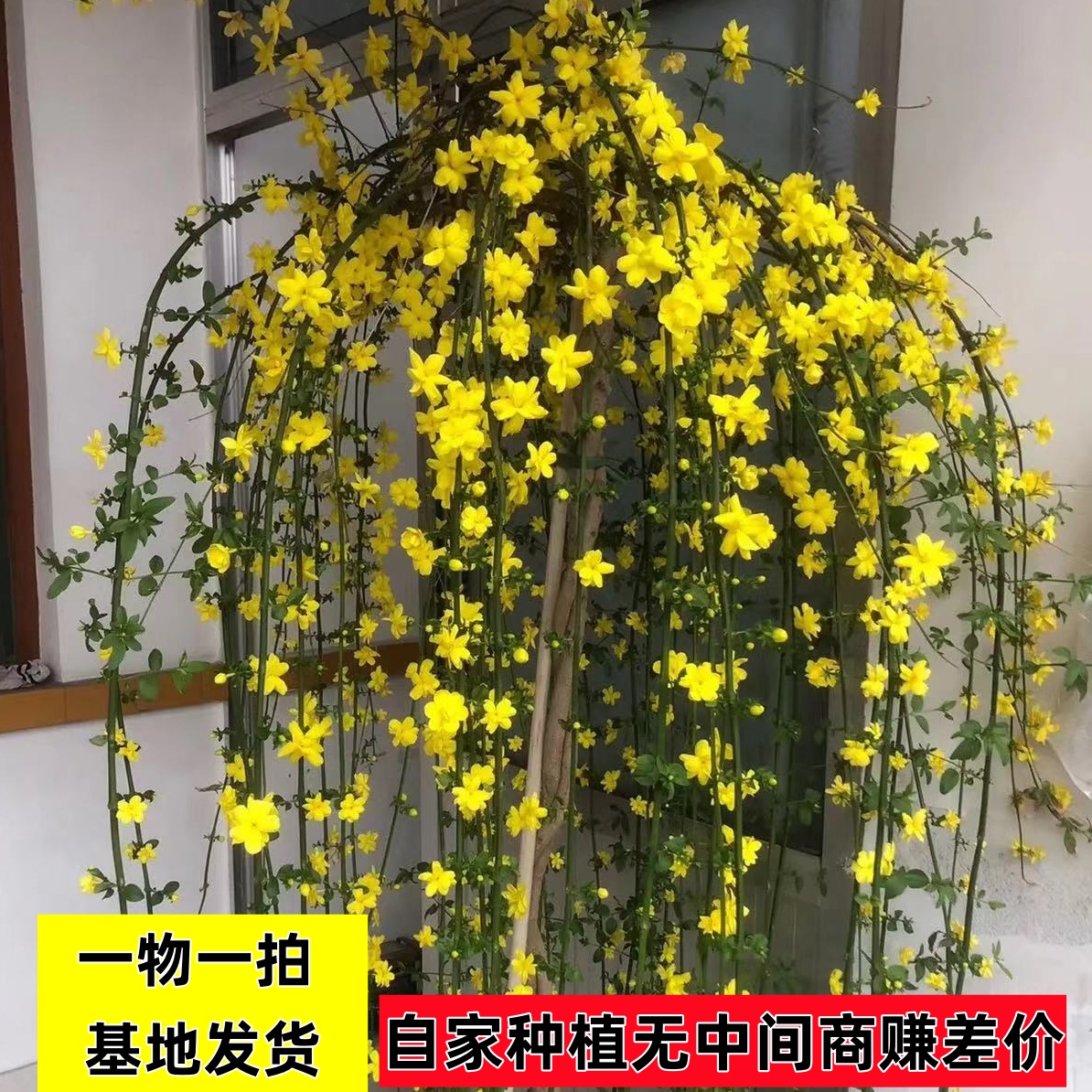 福利探春花（青州黄楼）高杆垂吊探春花黄素馨别墅庭院盆景种植
