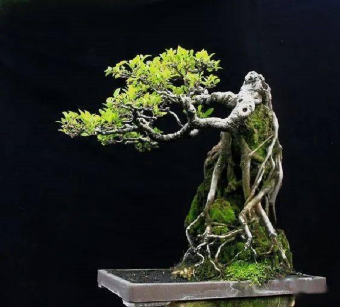 附石盆景一物一拍盆景植物老树桩青龙石造景英德石抱石树