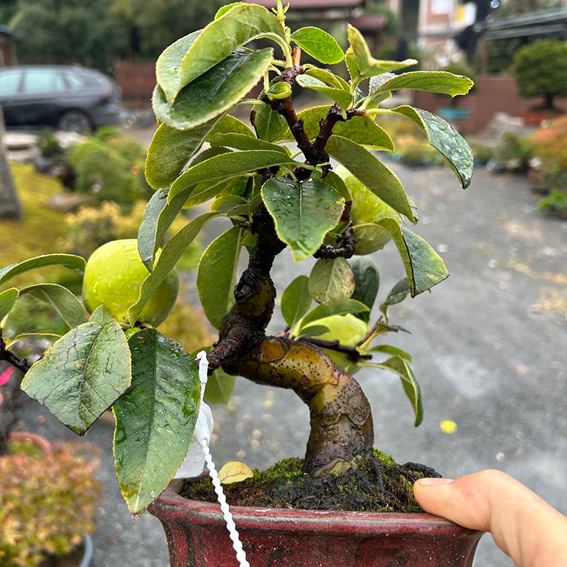 松柏花卉杂木类盆景 【10-100】品种造型齐全 一物一拍