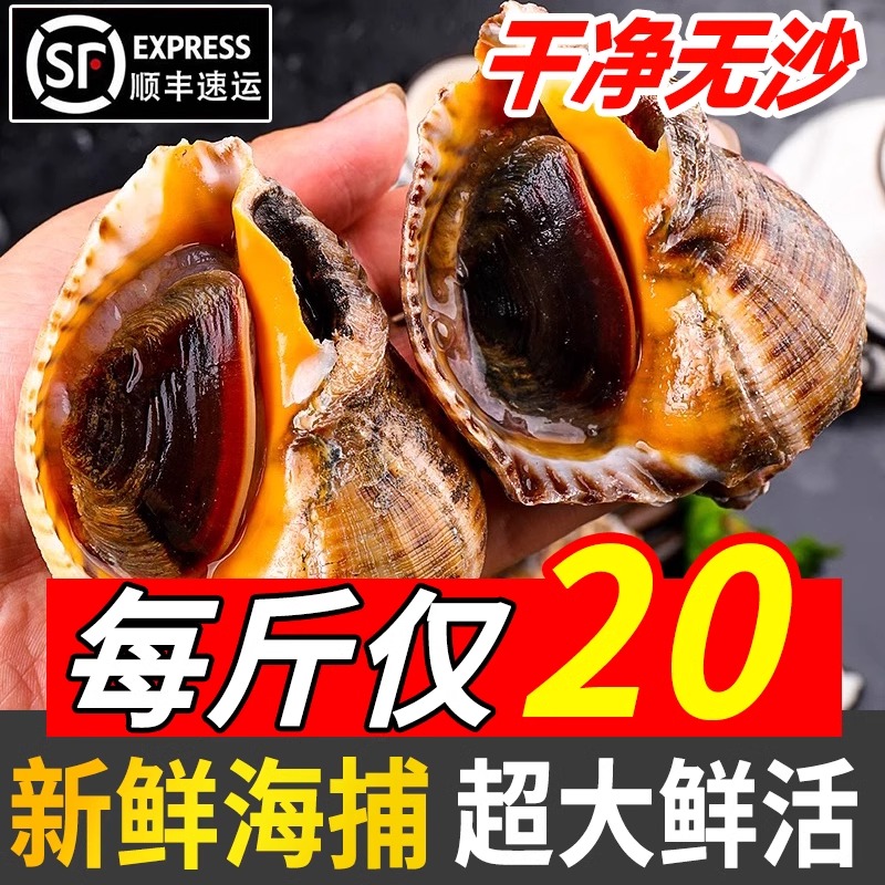 海螺鲜活超大海螺特大贝壳类海鲜水产非花螺猫眼螺新鲜当天海捕