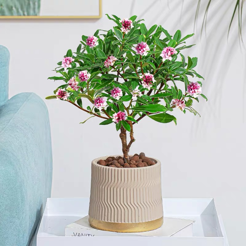 金边瑞香盆栽浓香型老桩耐寒植物盆景室内阳台净化空气花卉
