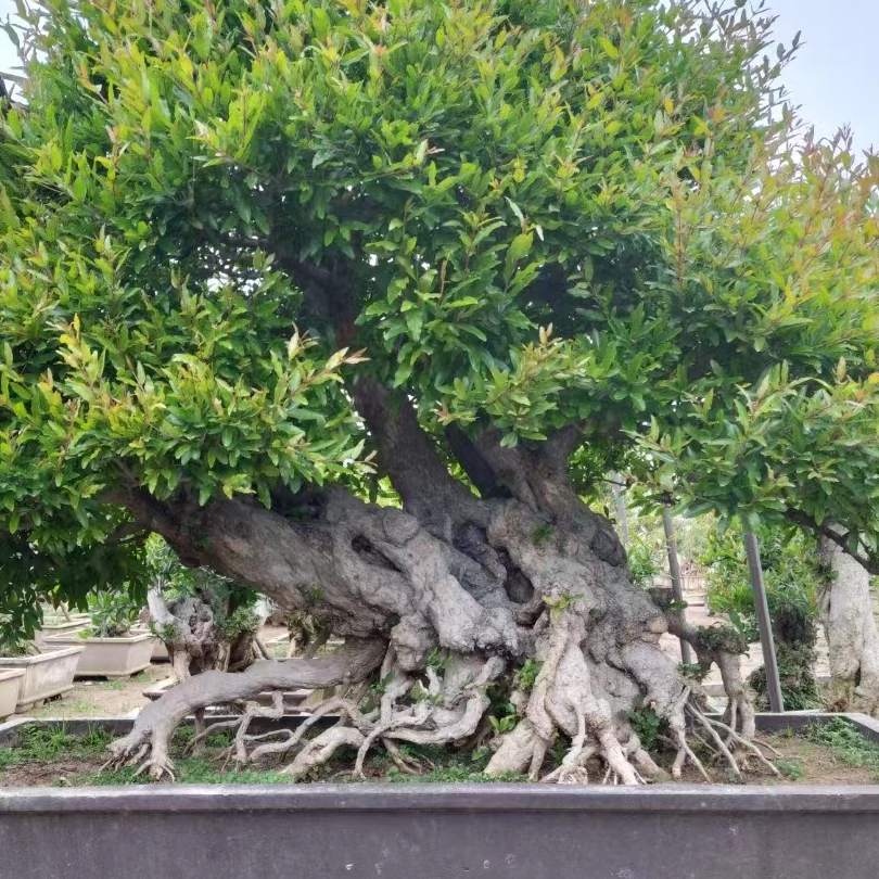 大红袍盆景适合南北方庭院别墅地栽种植突尼斯