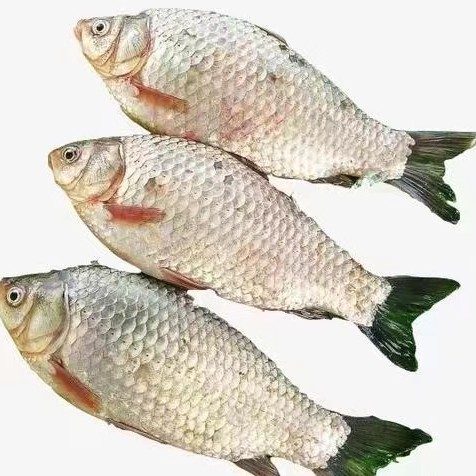 东北冷水野生鲫鱼