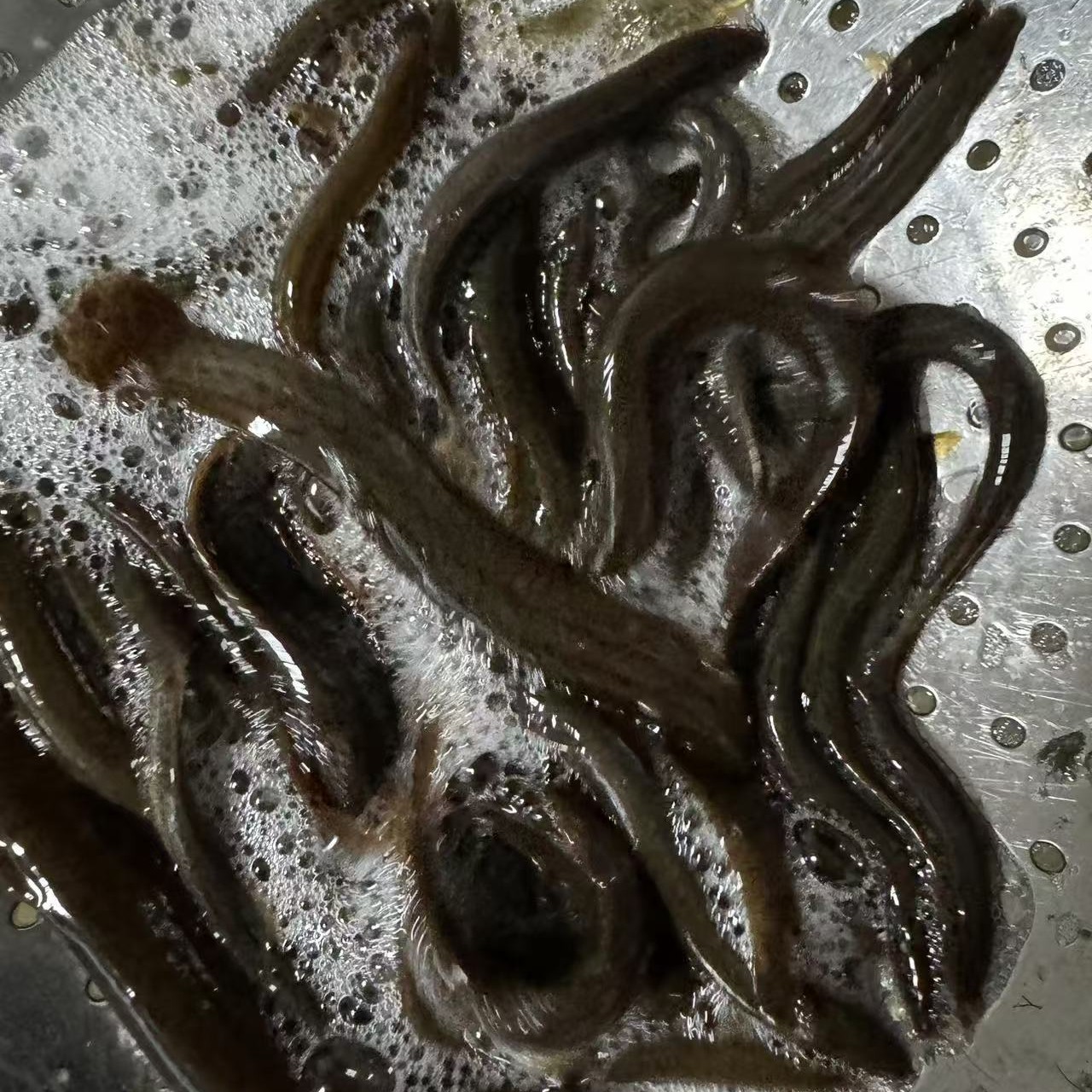 东北野生泥鳅鱼（保鲜不保活）四斤