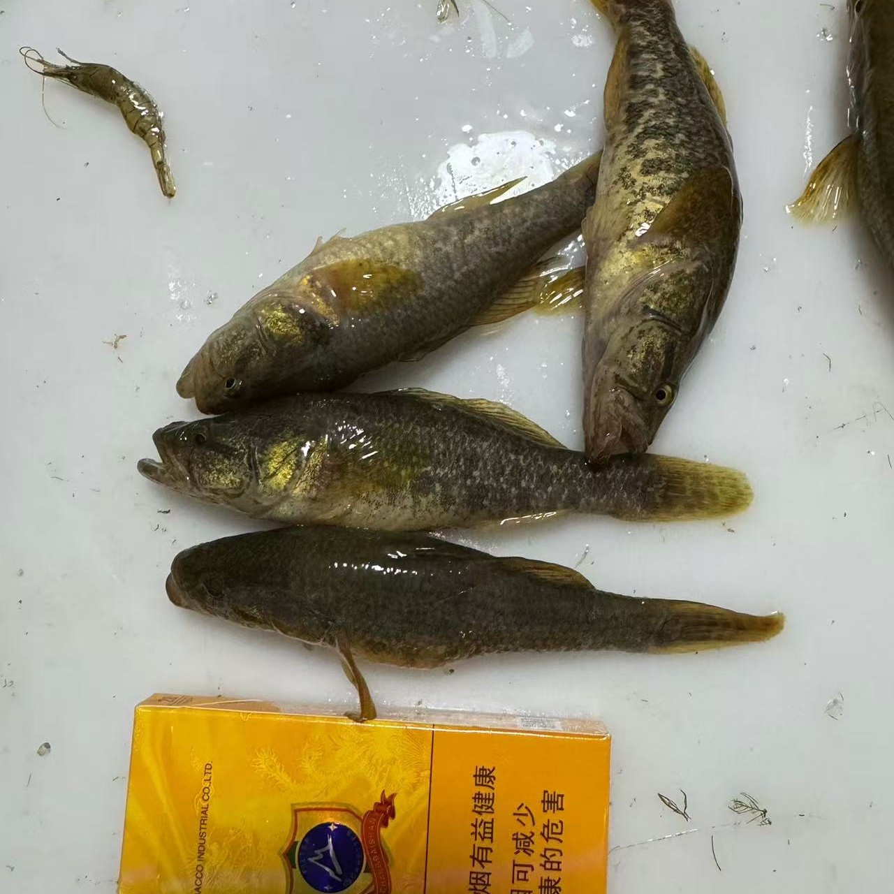 冷水野生大老头鱼(每斤9—12条）