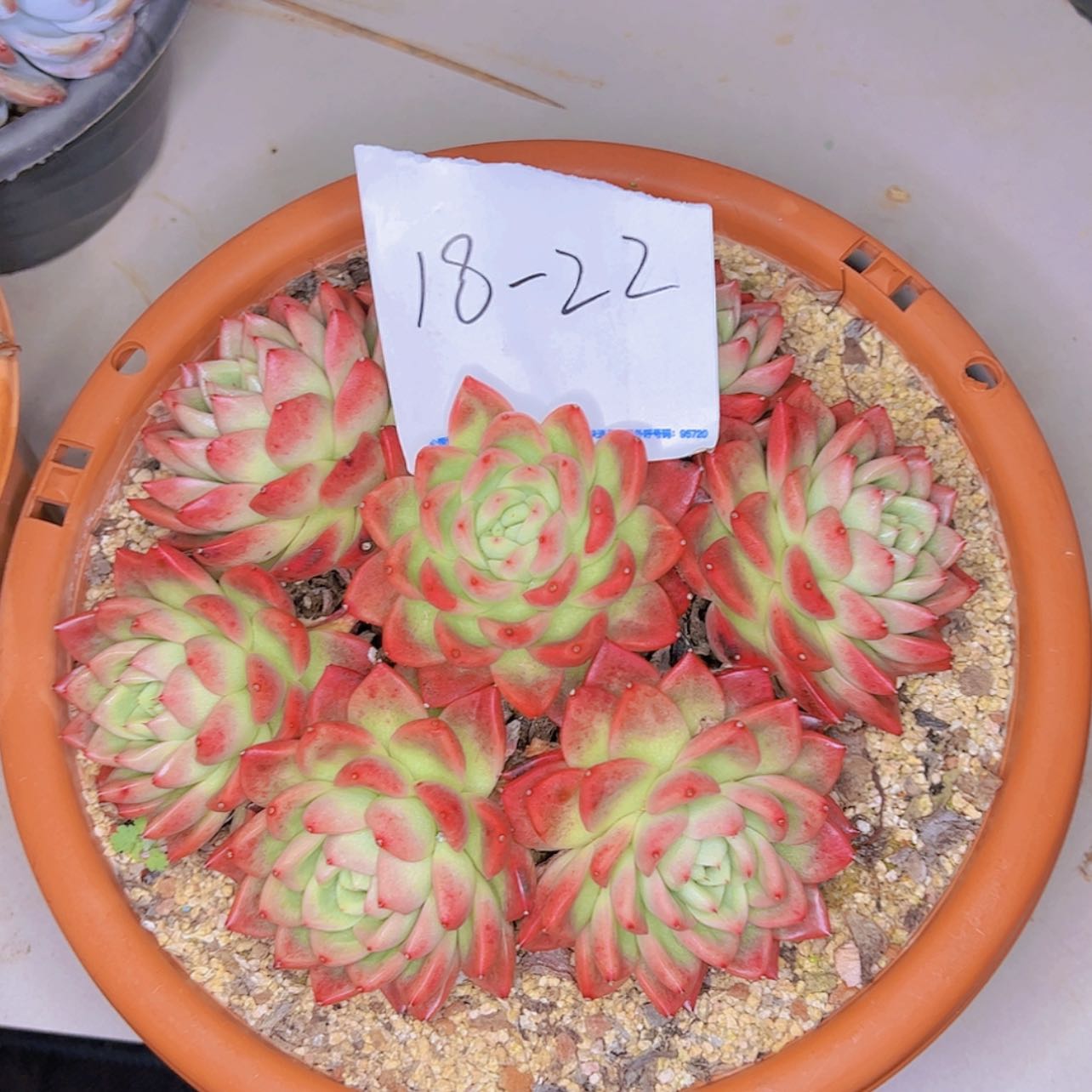 【闪购商品】堡*18-22