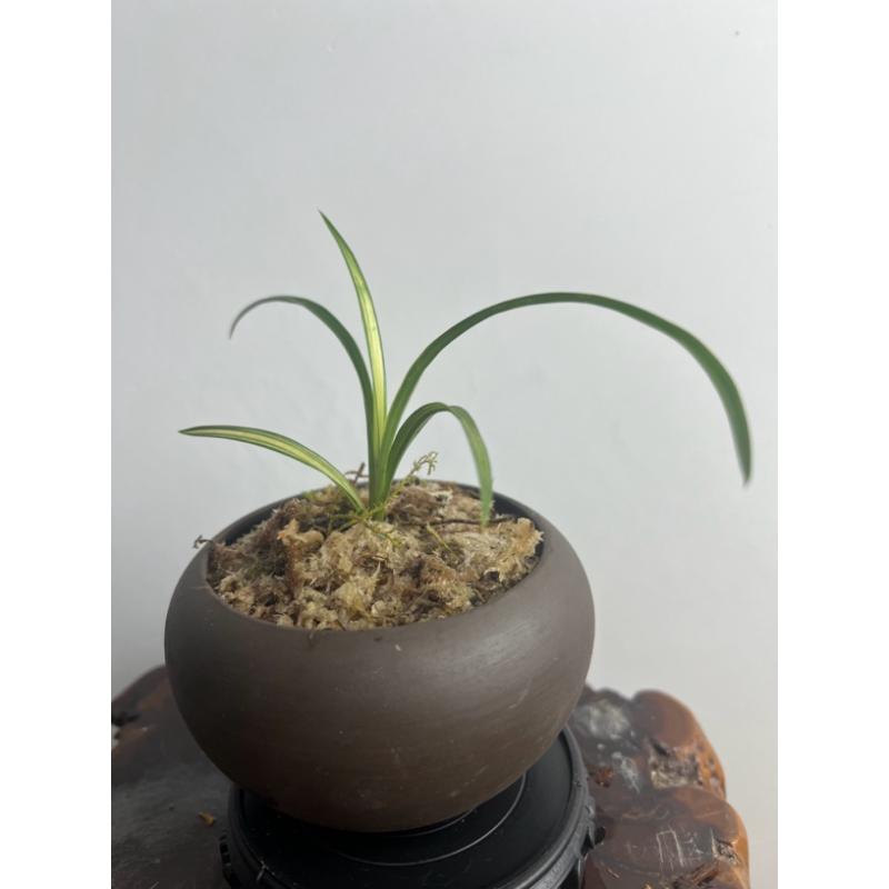 秋芝飘雪 花艺双全