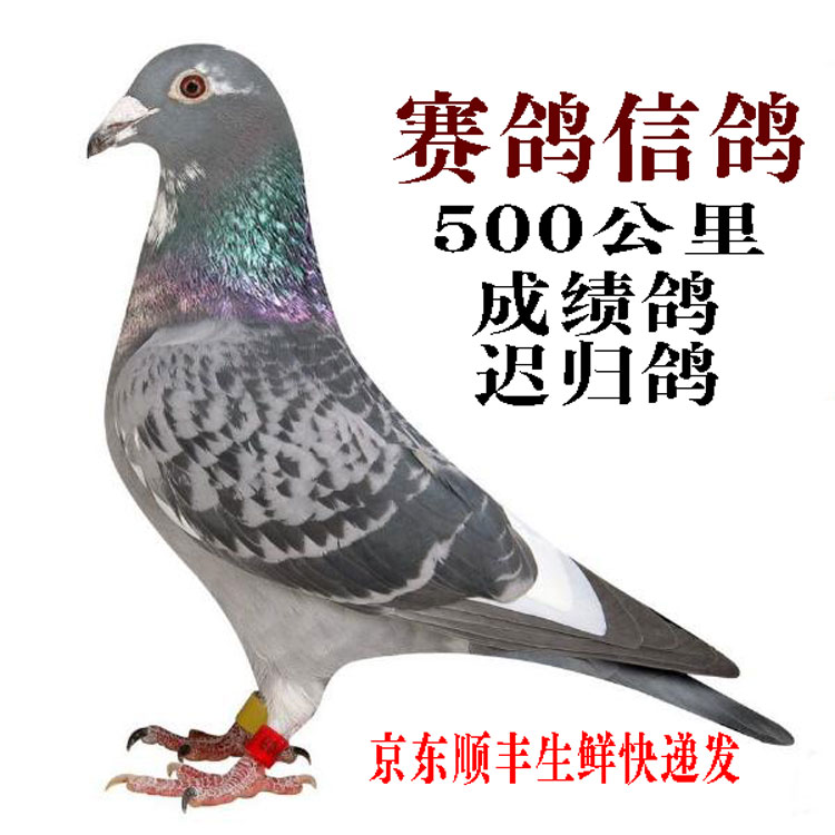 靓宠异族生鲜信鸽赛鸽种鸽老鸽子成绩鸽训放归巢鸽子包邮500克