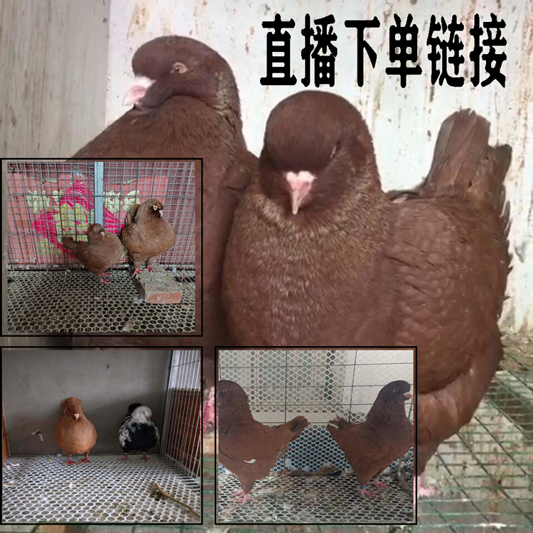 生鲜鸽子信鸽圆环鸽 直播间链接顺丰京东发货