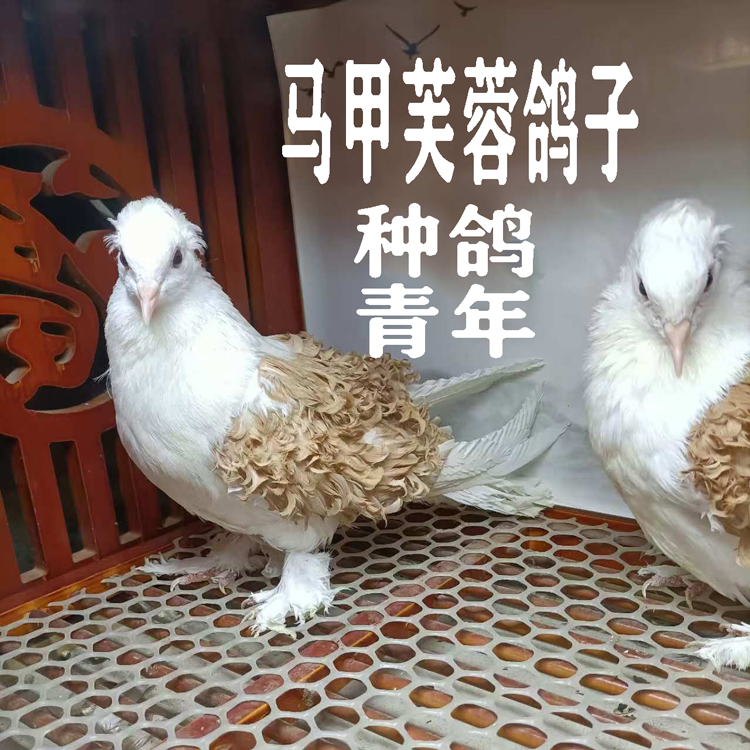 生鲜马甲芙蓉鸽子生鲜观赏鸽 500克 京东顺丰发