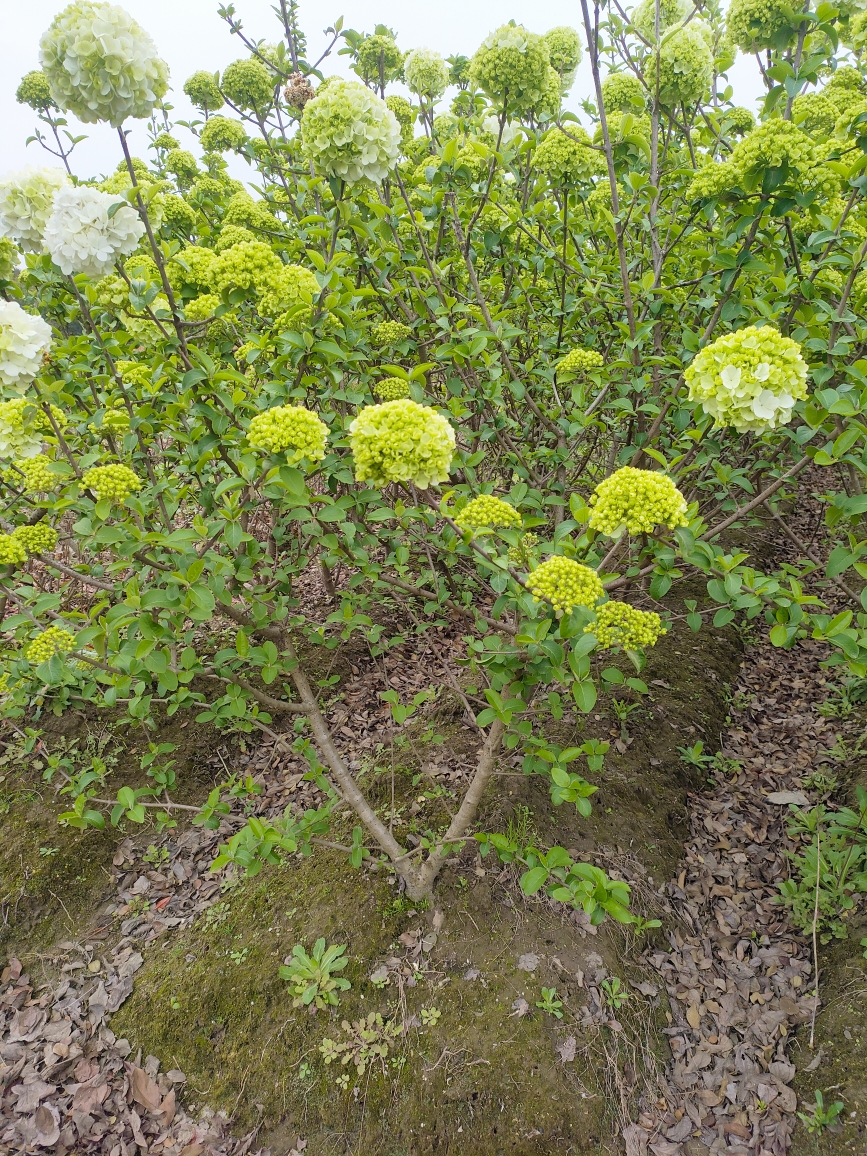 中华木秀球基地小苗大苗独杆棒棒糖丛生绣球花苗圃一物一拍直播