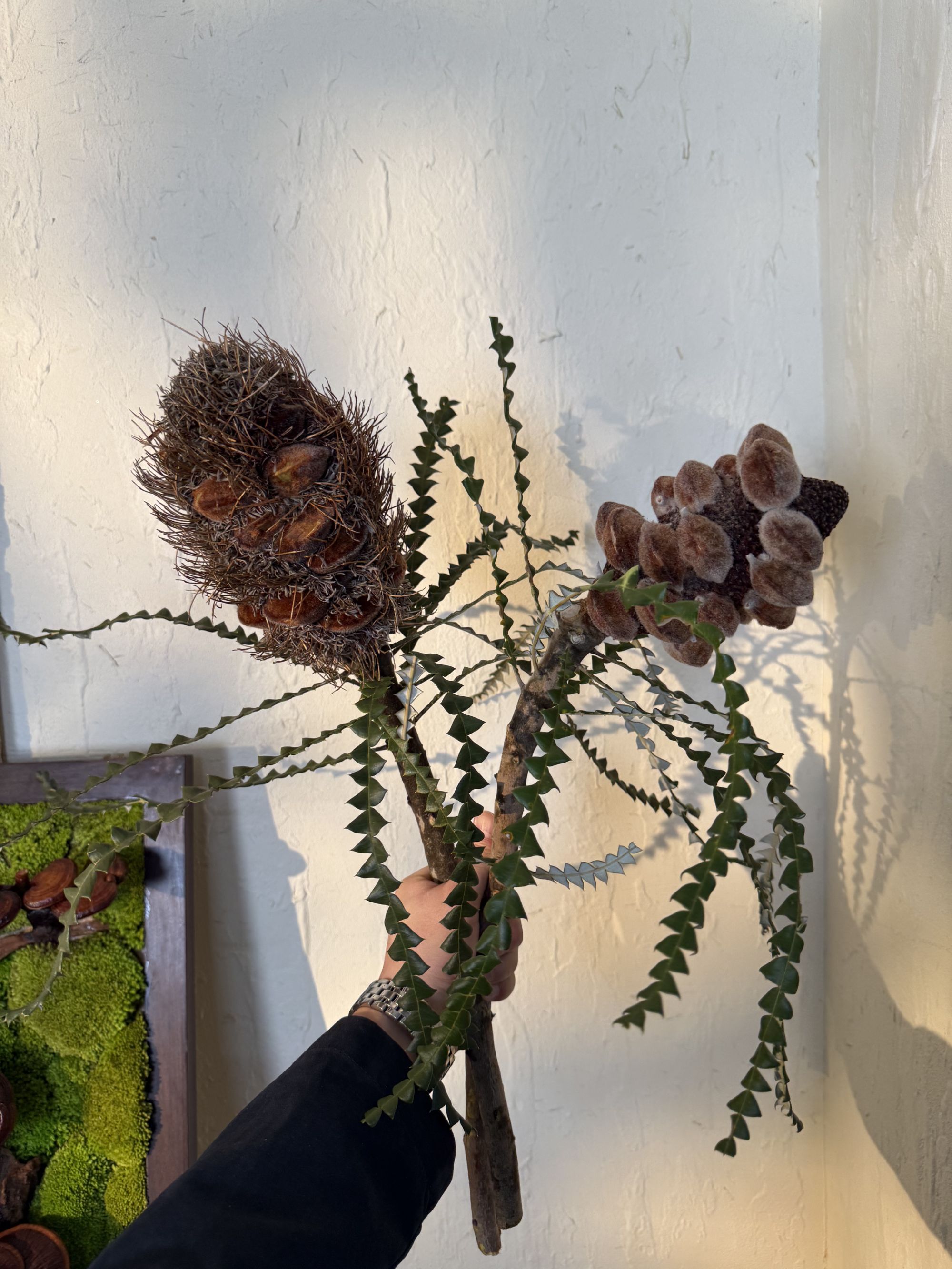 【七礼夫人】锯齿飓风/飓风佛塔/进口花材/小众轻奢