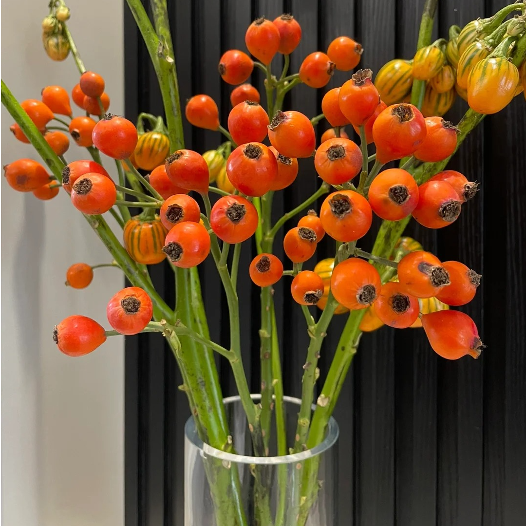 【七礼夫人】 应季玫瑰果秋日浪漫|氛围果子|小众