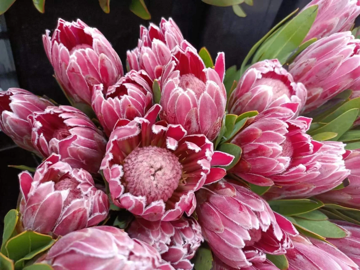 【七礼夫人】进口嘉年华公主花/南非花材/小众轻奢