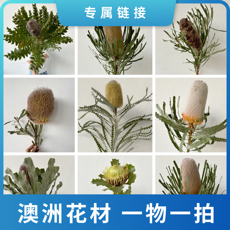 【七礼夫人】澳洲花材专拍/认准规格截图/