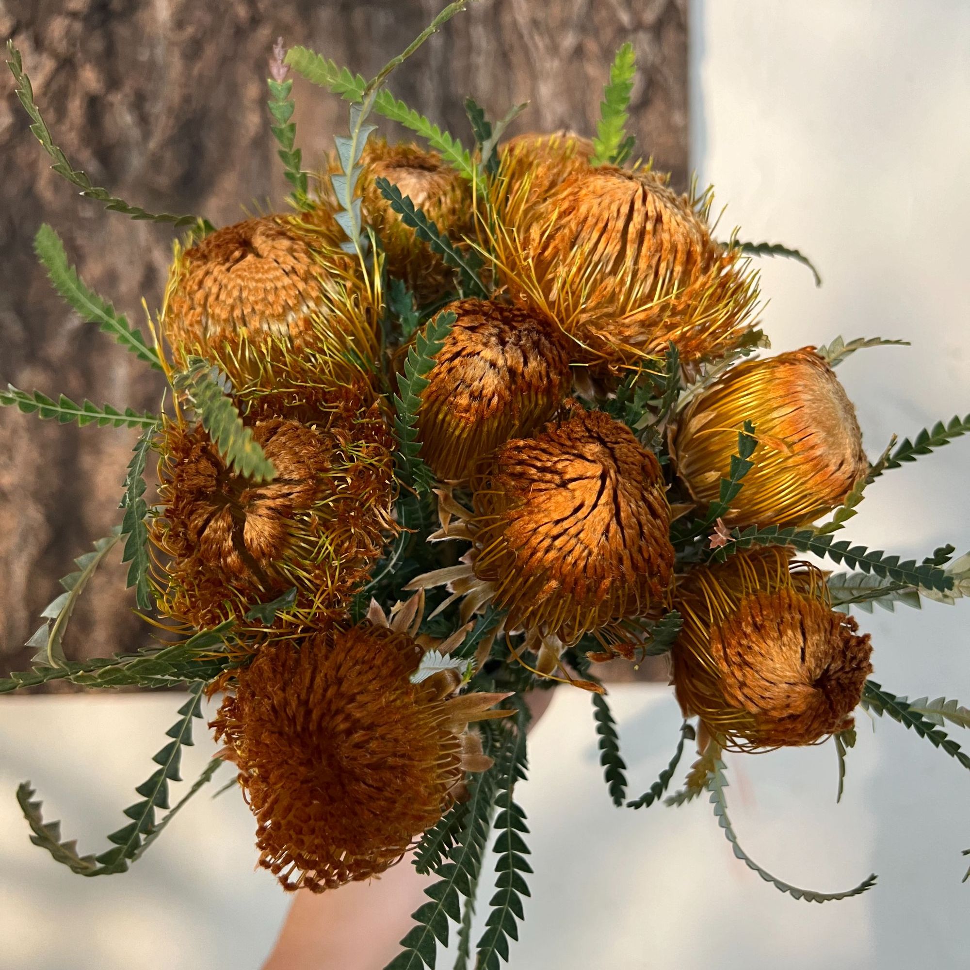 【七礼夫人】澳洲进口多头黄金佛塔/小众花材可做干花/