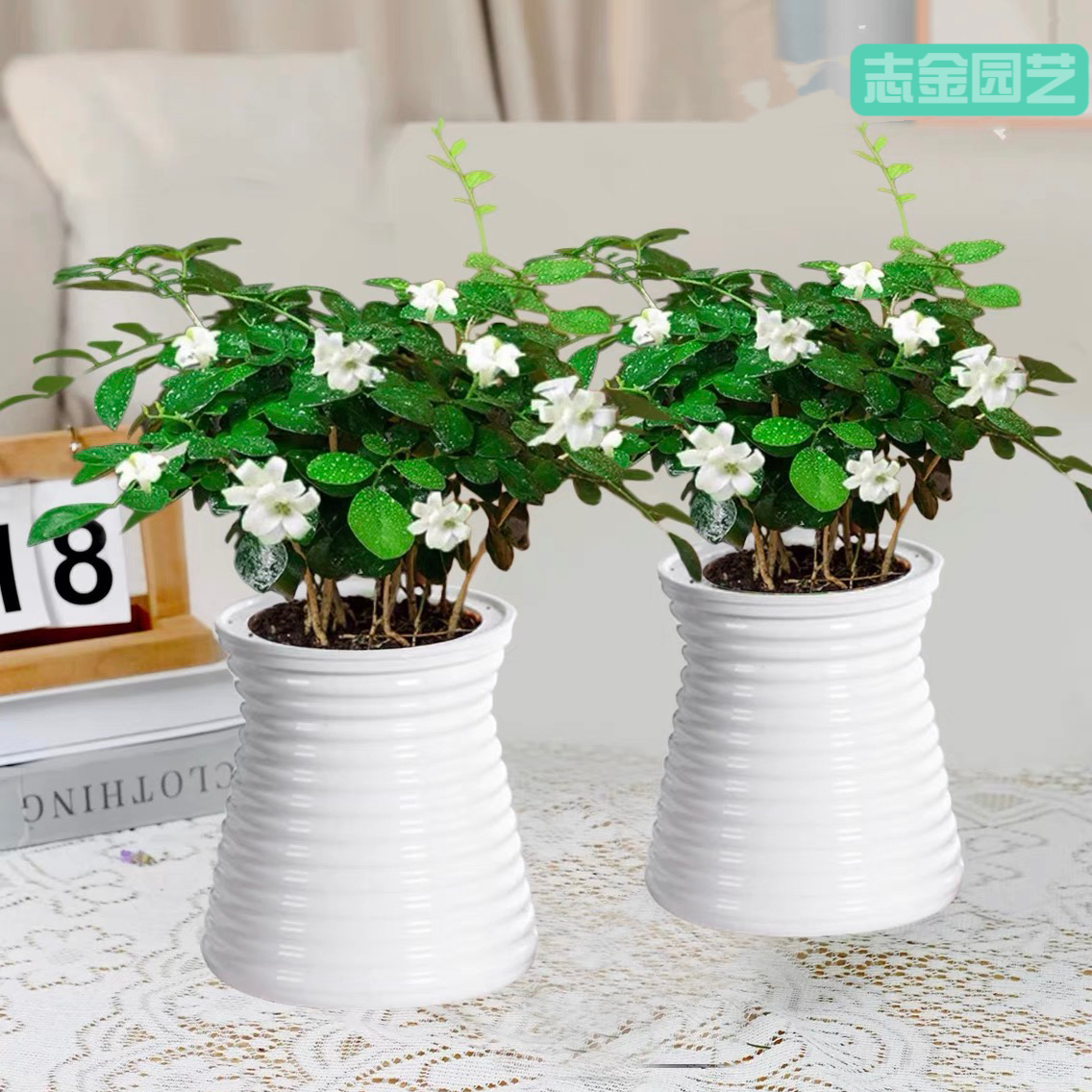 【买一送一】九里香夏季驱蚊植物四季开花室内办公桌小盆栽