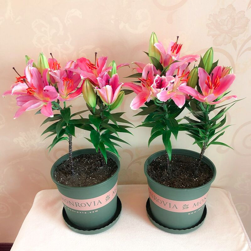 【新疆包邮】3颗 带芽香水百合种球 四季可种易活盆栽