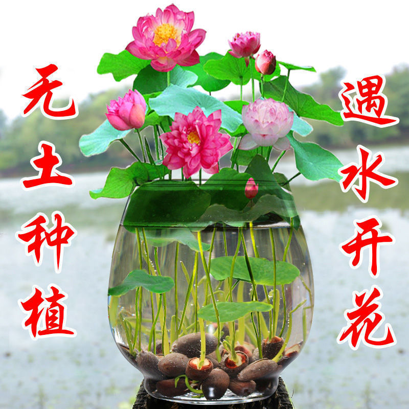 【西藏包邮】四季水生睡莲花籽无土水培荷花盆栽 