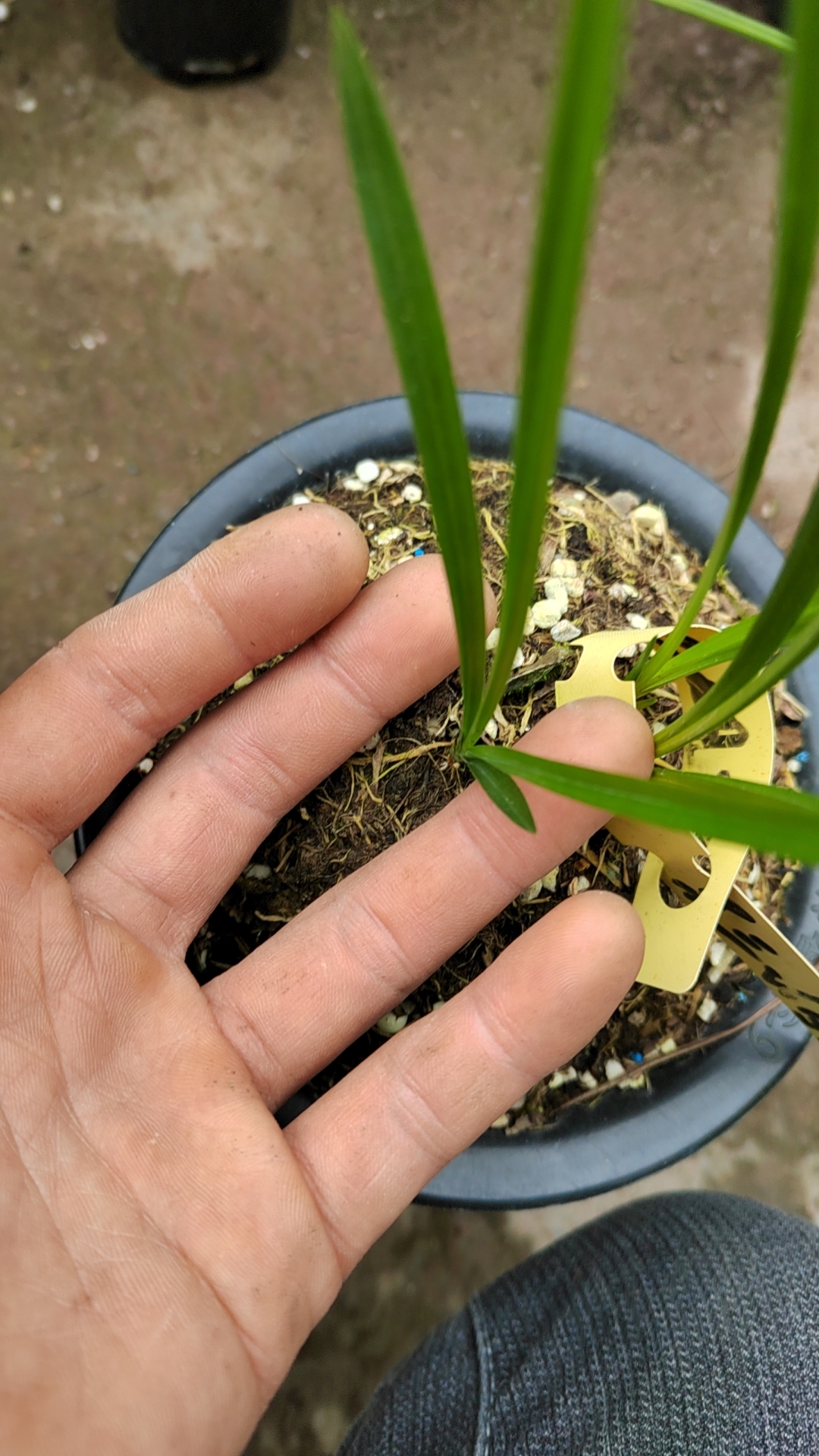 春兰兰花盆景链接