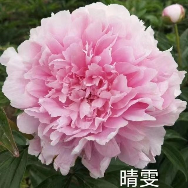 【晴雯】重瓣大花芍药-原盆原土发货