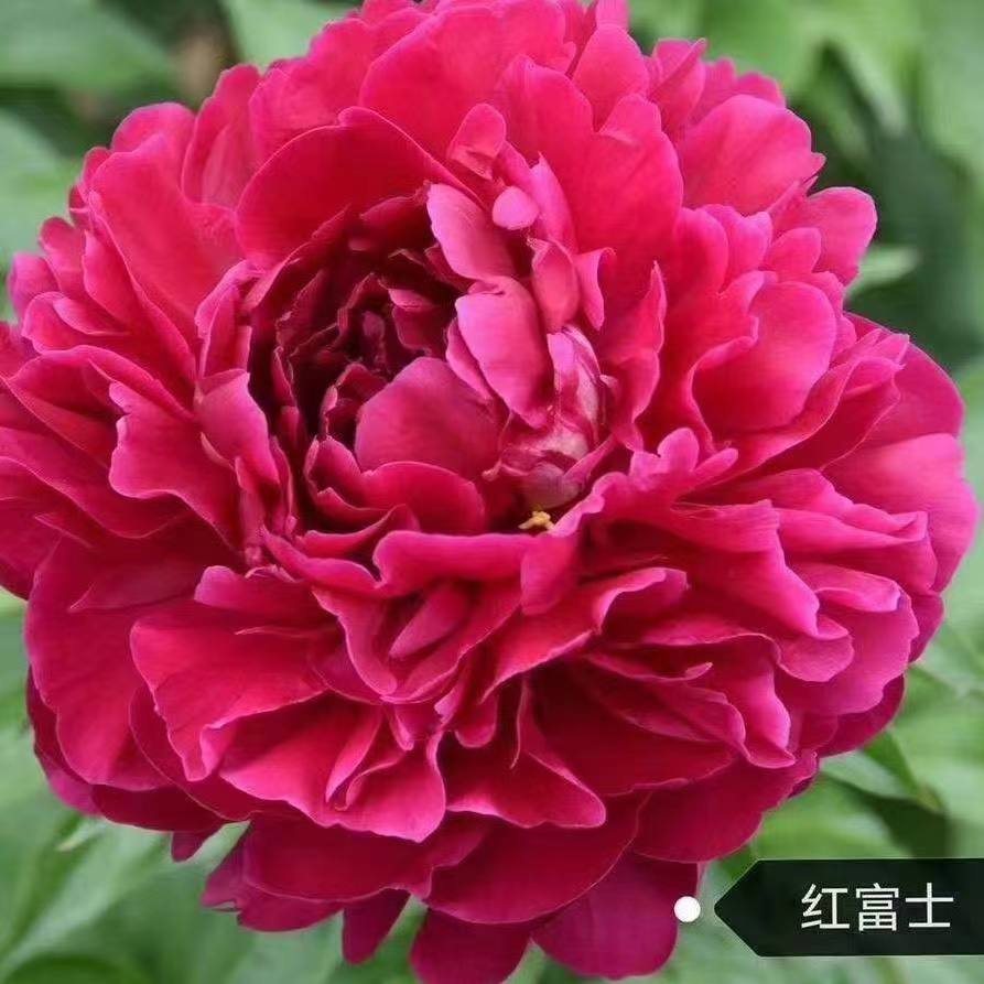 【红富士】重瓣芍药盆栽大苗-原盆原土发货