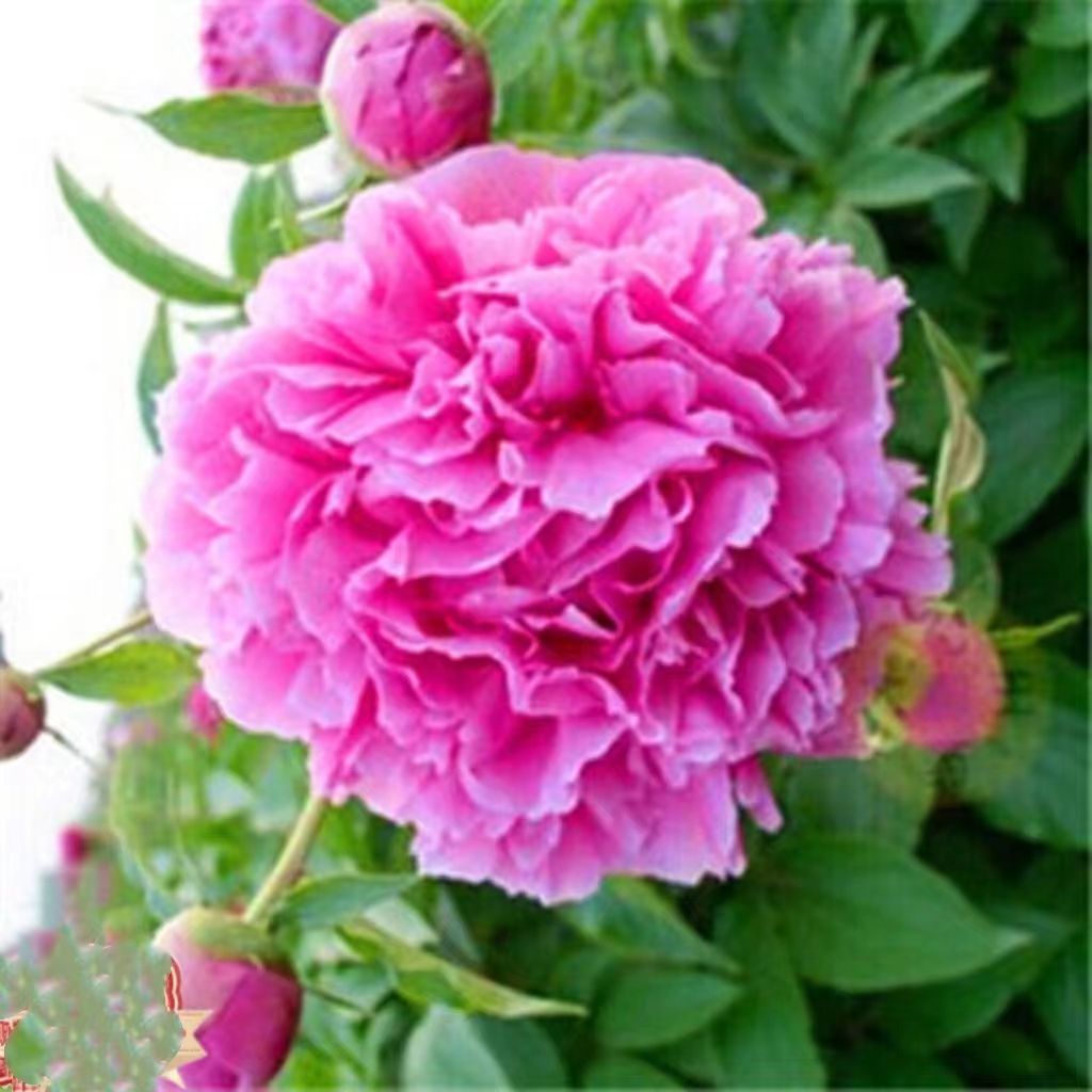 【小鹿】 重瓣大花芍药裸根苗