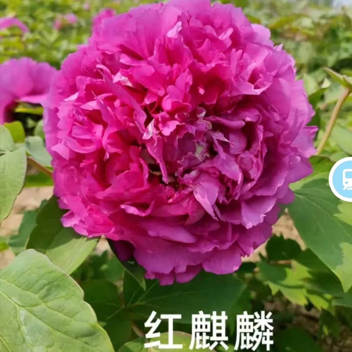 【红麒麟】盆养牡丹-原盆原土发货-庭院阳台花卉