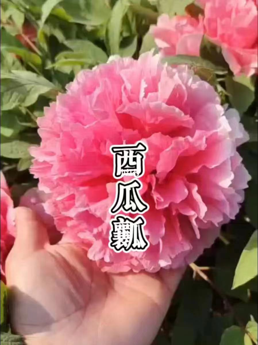 【西瓜瓤】盆栽牡丹-原盆原土发货