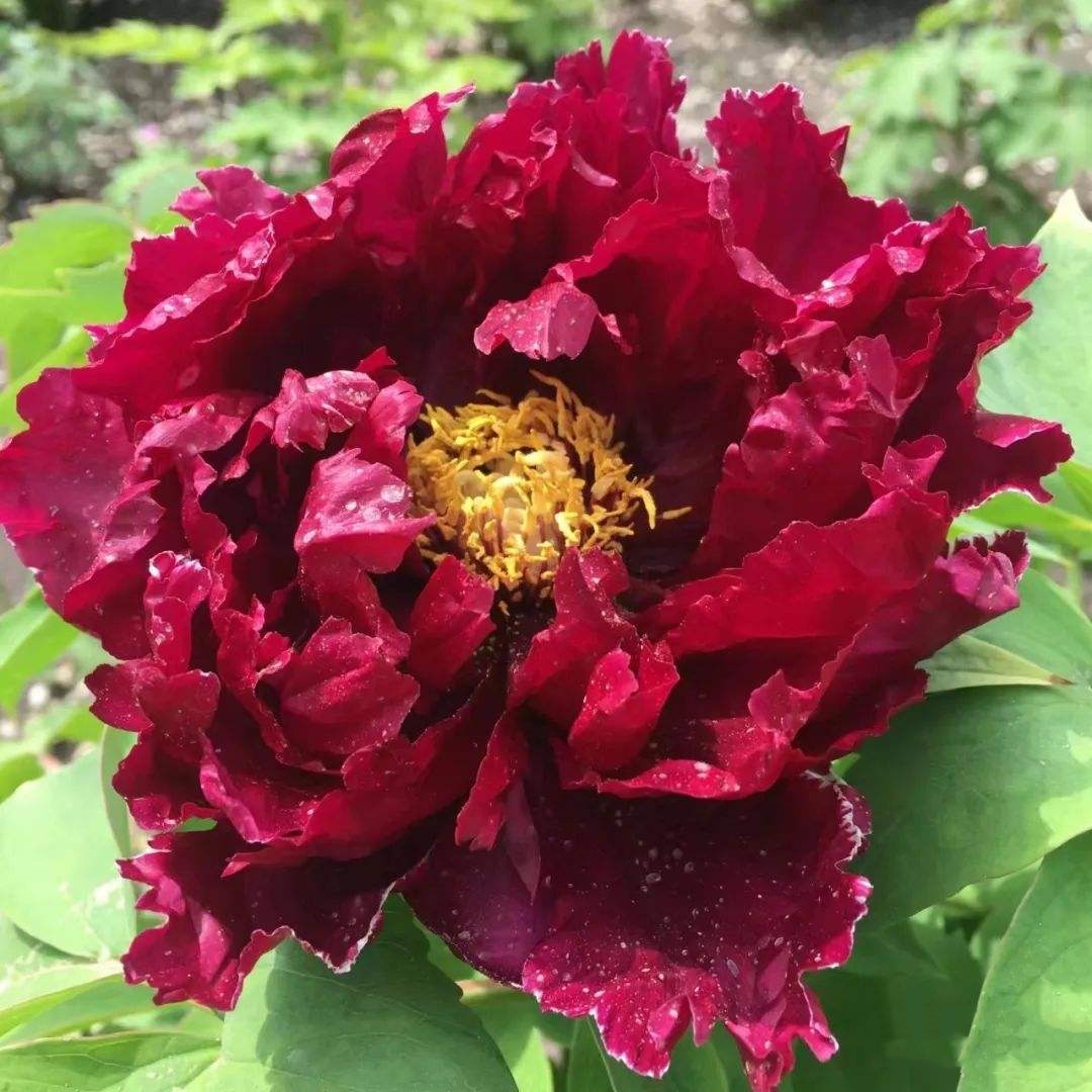 【皇嘉门】盆养牡丹-原盆原土发货-庭院阳台花卉