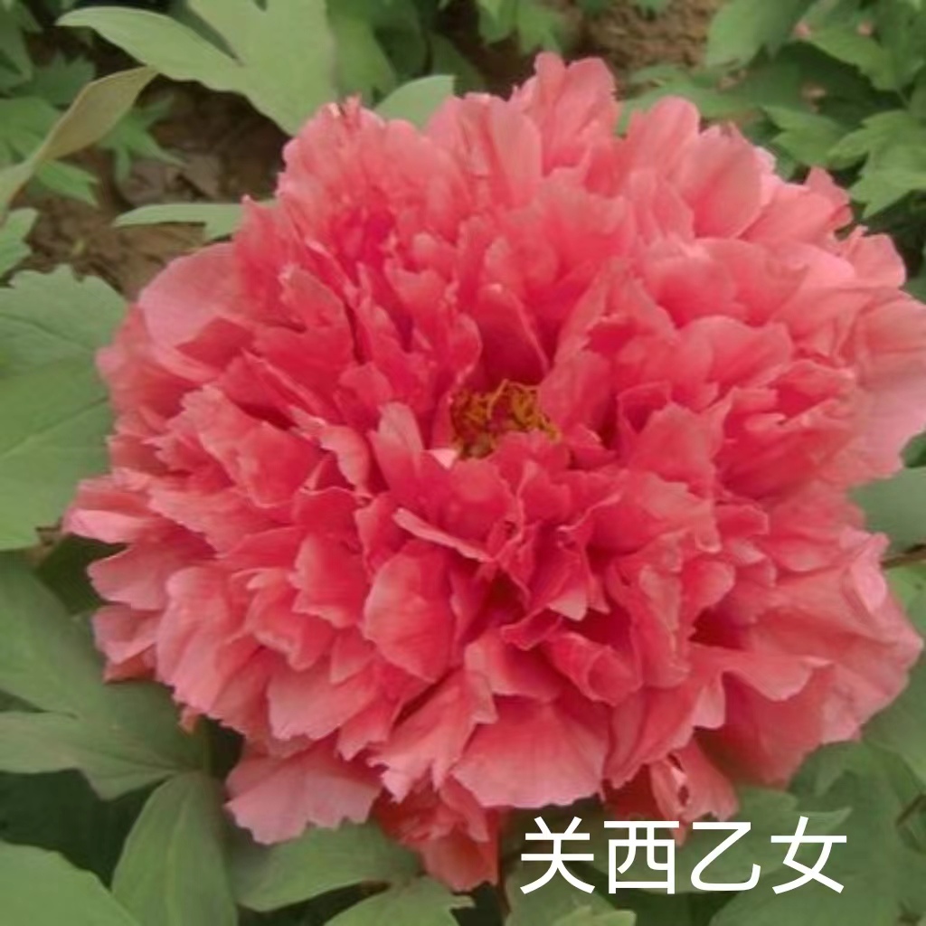 【关西乙女】盆养牡丹-原盆原土发货-庭院阳台花卉