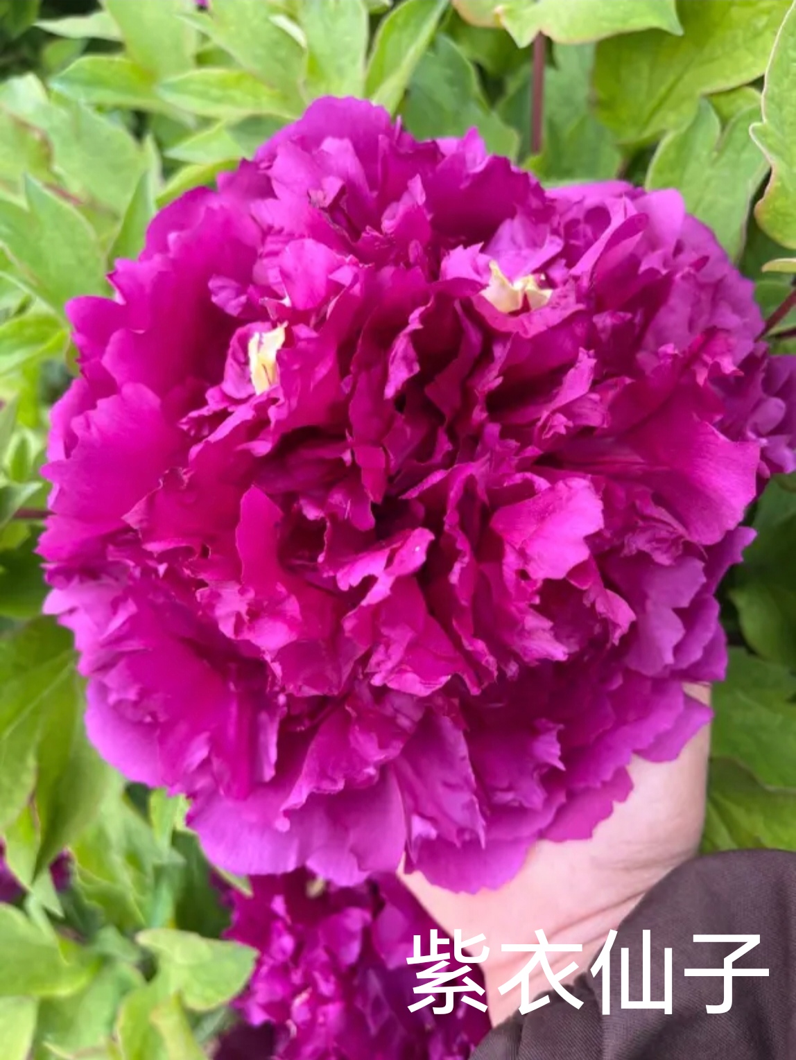 【紫衣仙子】盆养牡丹-原盆原土发货-庭院阳台花卉