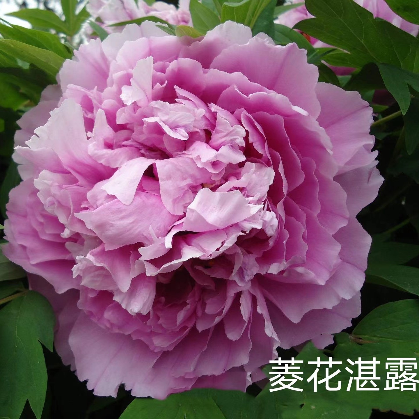 【菱花湛露】品种牡丹-原盆原土发货-庭院阳台花卉