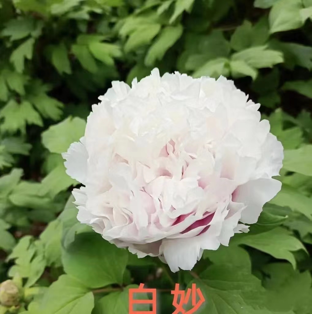 【白妙】盆养牡丹-原盆原土发货-庭院阳台花卉