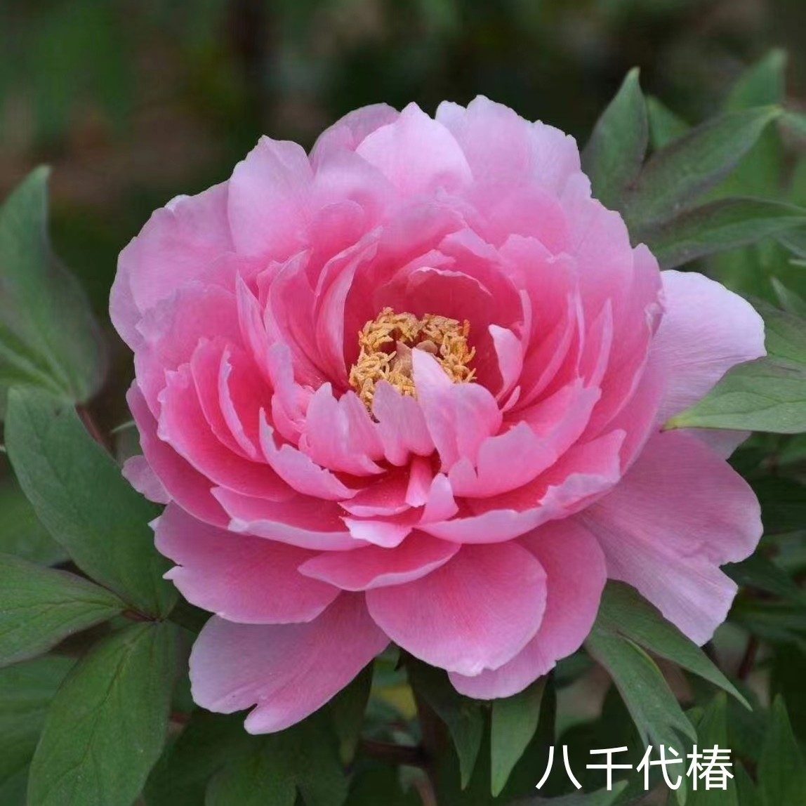 【八千代椿】盆养牡丹-原盆原土发货-庭院阳台花卉