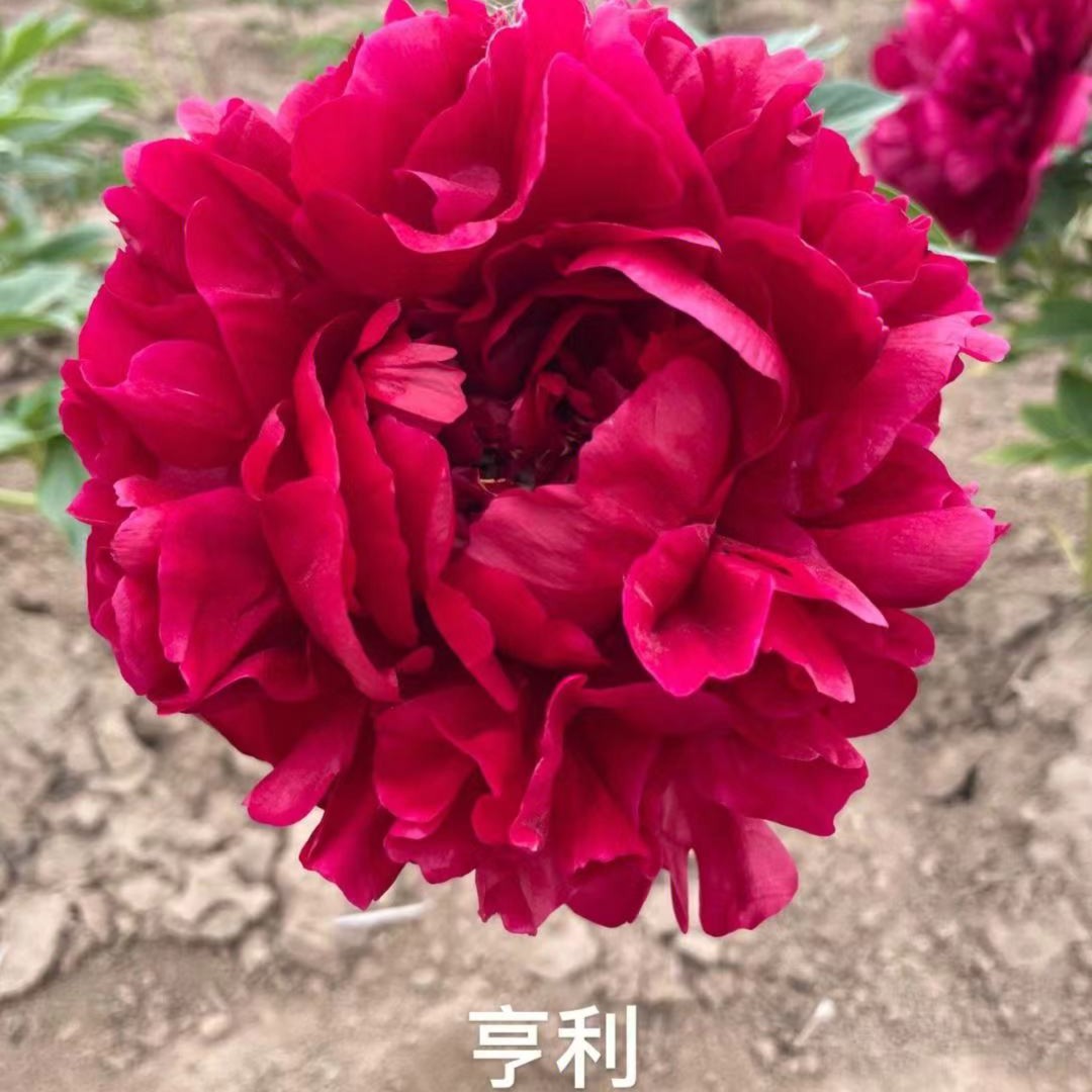 【亨利博克斯特】重瓣大花芍药裸根苗