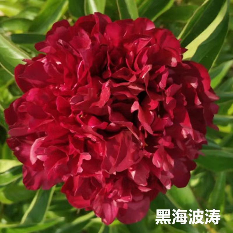 【黑海波涛】重瓣大花芍药裸根苗