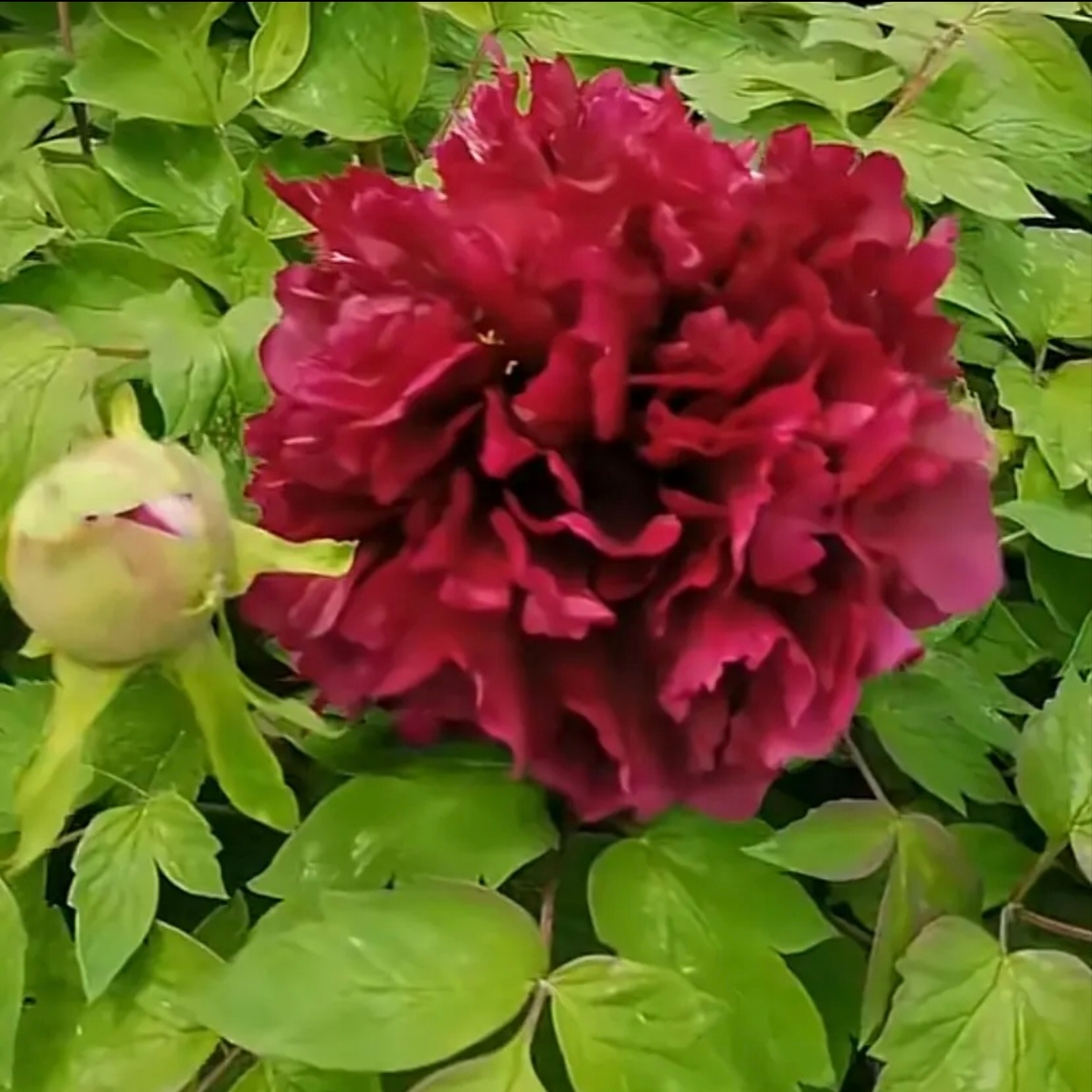 【天鹅娇子】盆栽牡丹-原盆原土发货-庭院阳台花卉