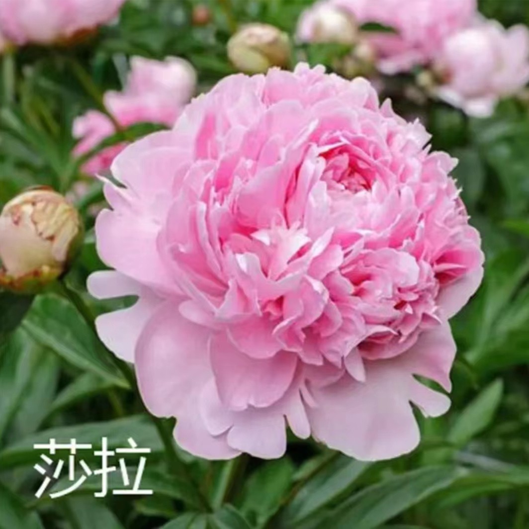 【莎拉】重瓣大花芍药裸根苗