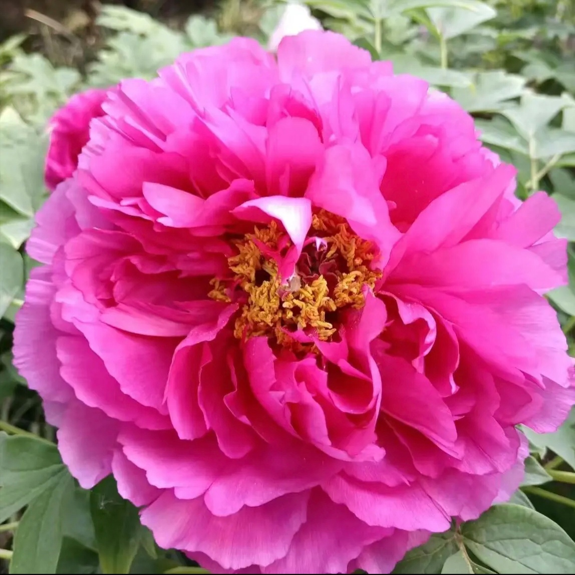 【红狮子】盆养牡丹-原盆原土发货-庭院阳台花卉