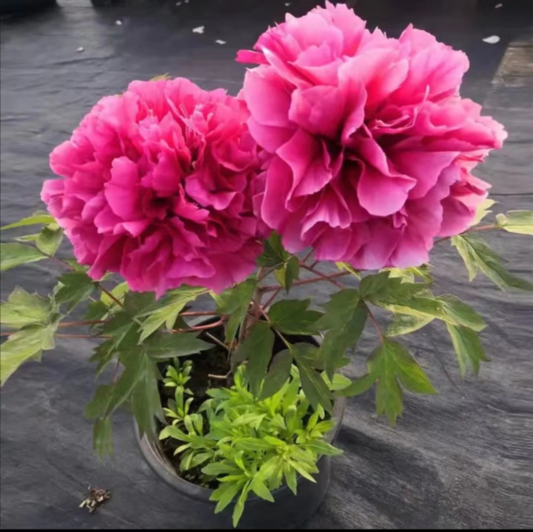 【小盆栽】原盆原土发货 庭院阳台花卉