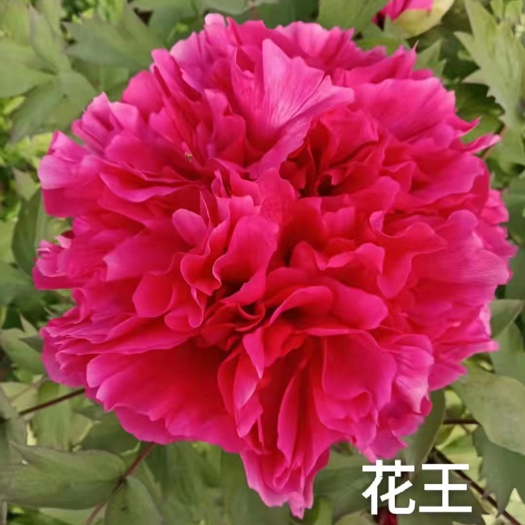 【花王】盆栽牡丹 原盆原土发货-庭院阳台花卉